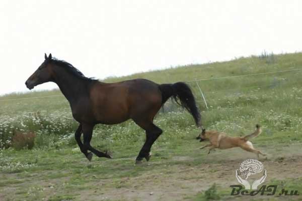 Собака против лошади. Кто кого?
