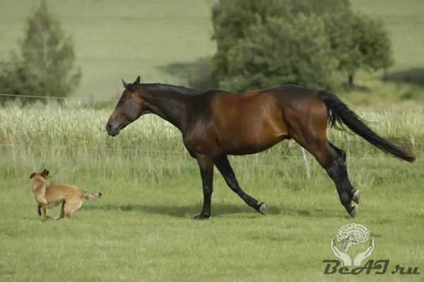 Собака против лошади. Кто кого?