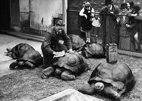Лондонский зоопарк фоты прошлого века!