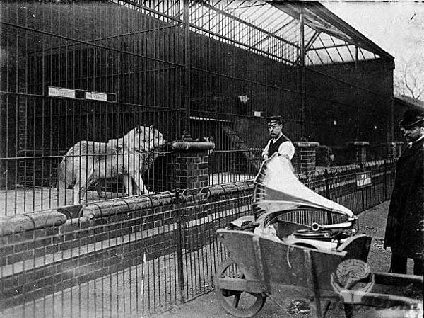 Лондонский зоопарк фоты прошлого века!