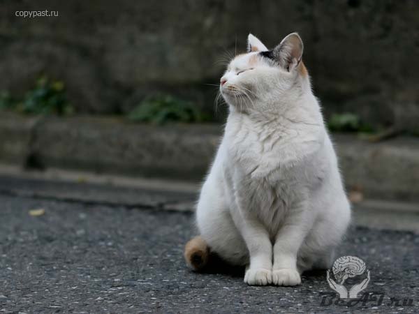 Уличные гангста-коты