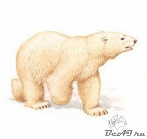Самые интересные факты о медведях