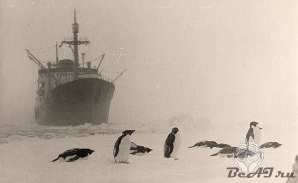 Первая советская экспедиция на антарктический континент
