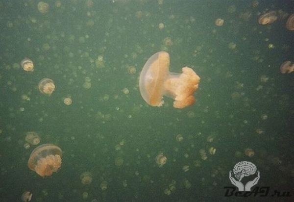Озеро с одними медузами