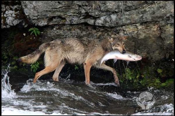 Рыбалка волка