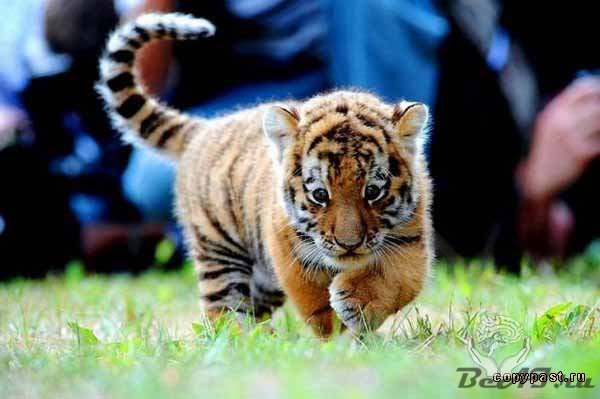 Милые тигрята