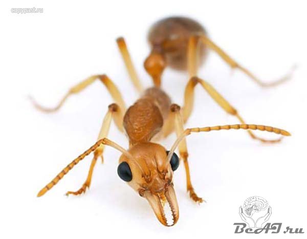 Зачем нужны ленивые муравьи