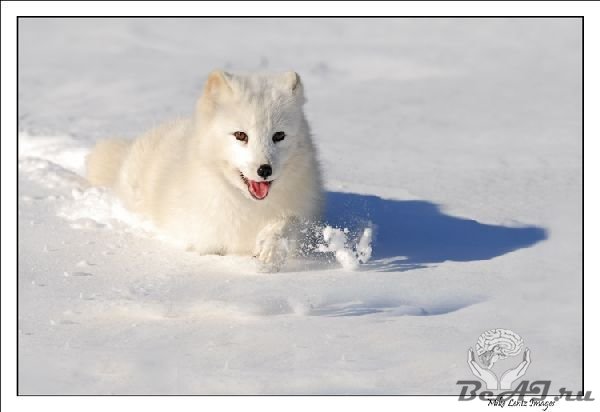 Белая лисичка