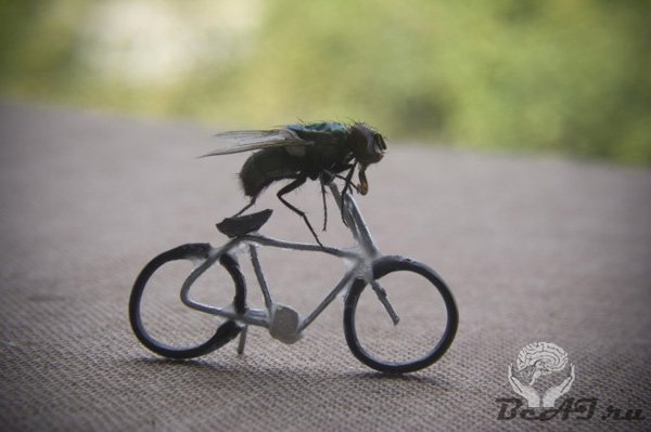 Один день из жизни мухи