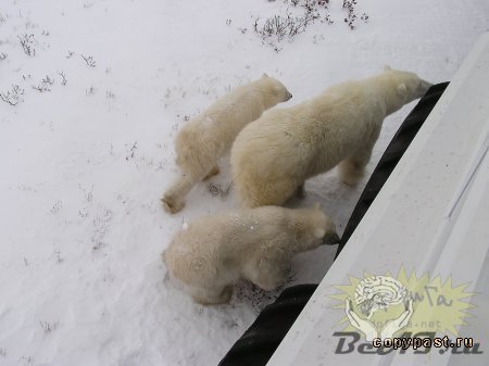 Экспедиция к полярным медведям ( 22 фото )