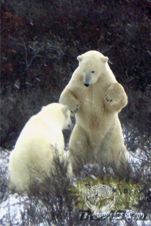 Экспедиция к полярным медведям ( 22 фото )