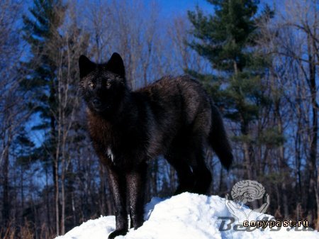 Красивые фото волков.(50 фото)
