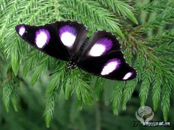 Бабочки - красавицы