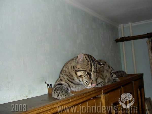Самый популярный кот Рунета - Джон Девис