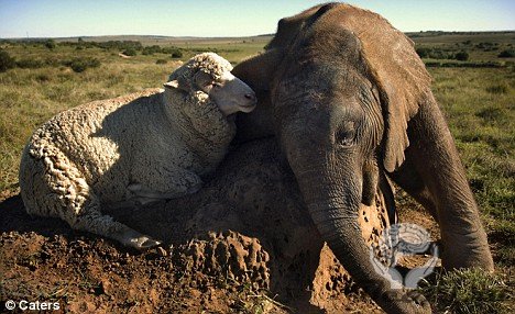 Трогательная история одного слоненка
