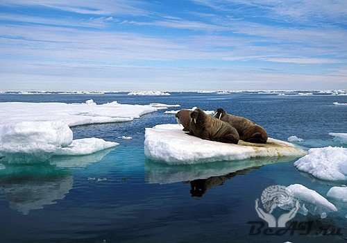 Волшебный мир Арктики, 120 потрясающих фотографий.