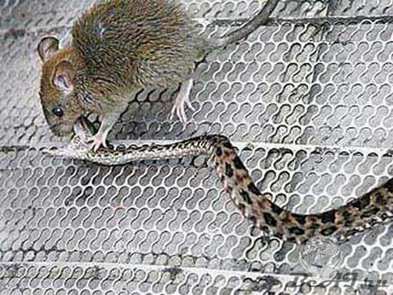 Мышка против змеи