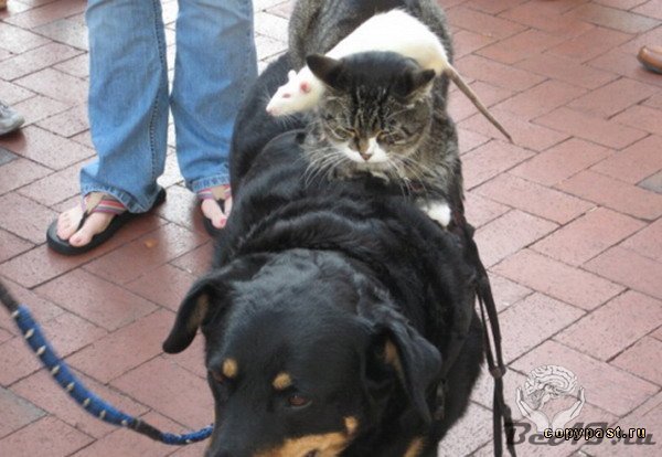 Кот, мышь и собака