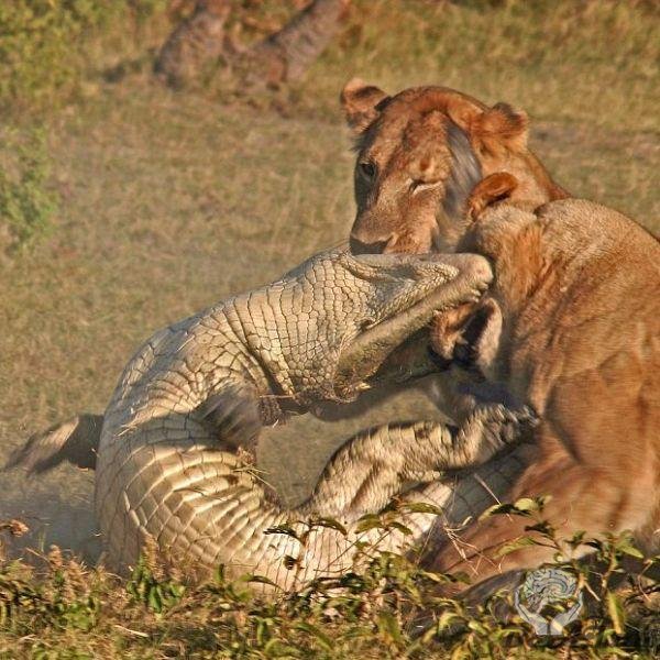 Львицы против крокодила