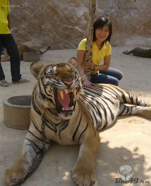 Ручные тигры