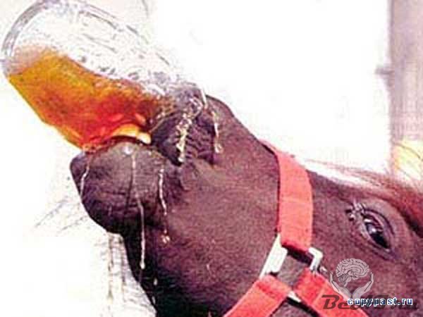 Лошади запретили пить пиво в баре