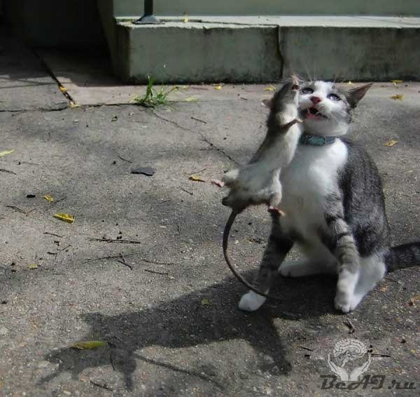 Кошка с мышкой танцуют капоэйру
