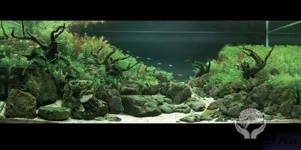 Японский аквариум