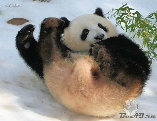 Панда резвится на снежной горке