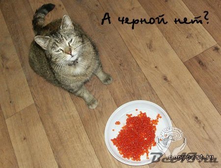 Интересное о кошках))))