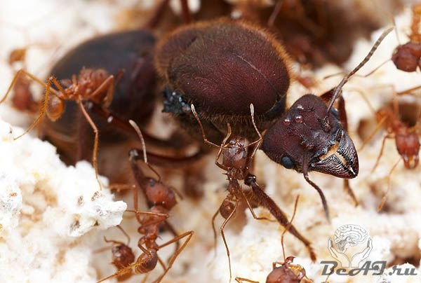Интересная жизнь муравьев
