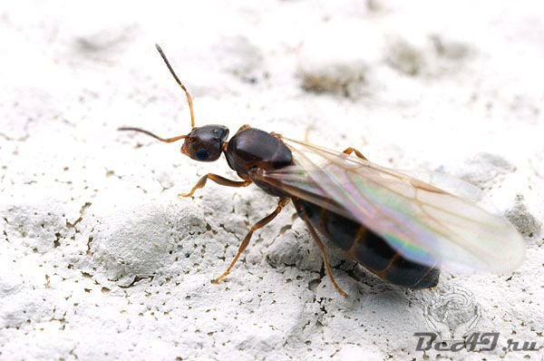 Интересная жизнь муравьев