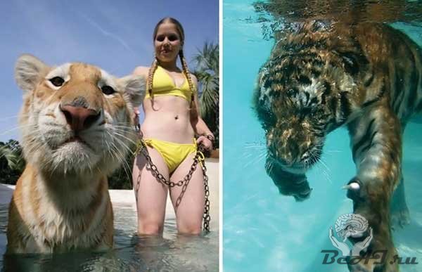 Тигрята учатся плавать