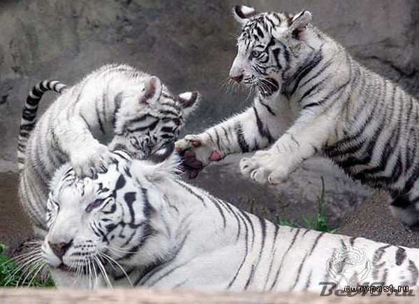 Бенгальские тигрята