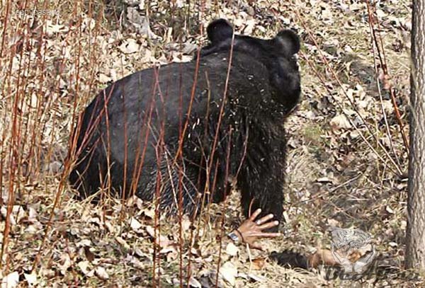 Медведь побрезговал есть браконьера