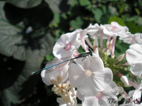 Немного о фотографии, о насекомых и о прошедшем лете
