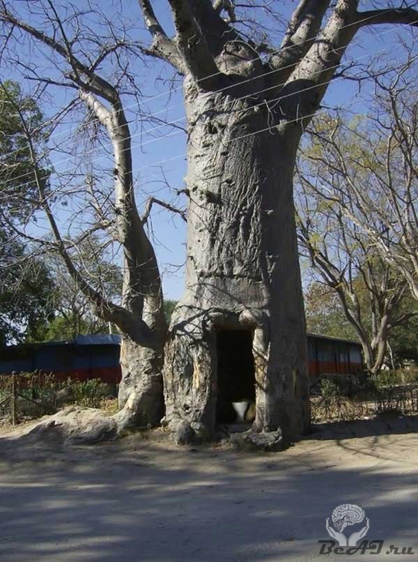 Самое необычное применение для дерева-великана