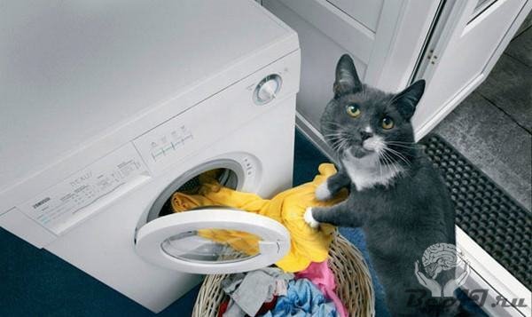 Кошка-домохозяйка