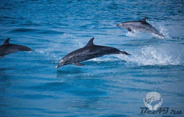 Дельфины и их язык