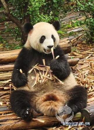 В гости к пандам (Чэнду, провинция Сычуань)
