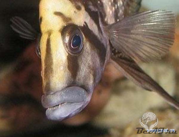 Наши предки унаследовали способность к речи у рыб