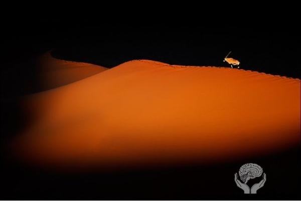 Победители международной награды в фотографии"Сохранение дикой природы"