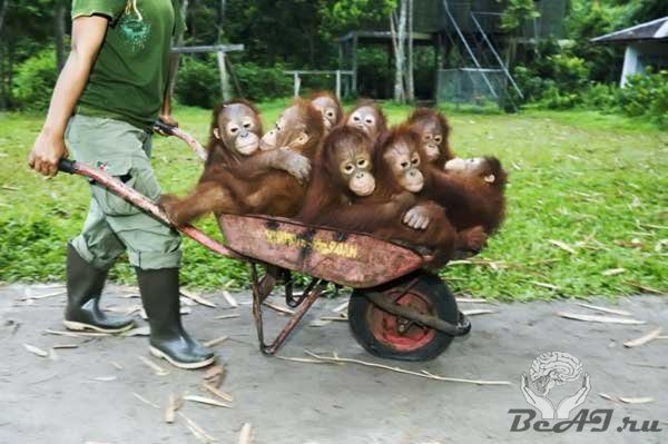 Малыши орангутангов едут на прогулку