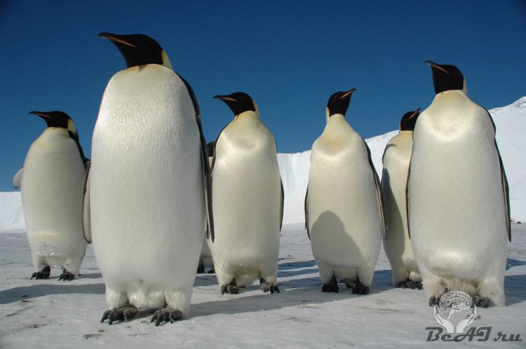 Прикольные животные пингвины
