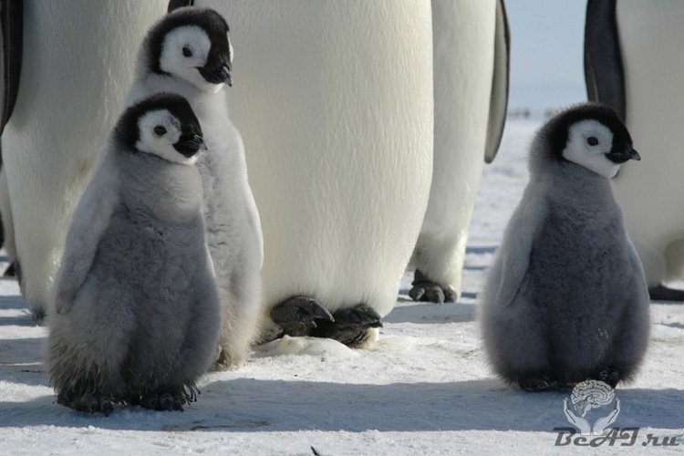Прикольные животные пингвины