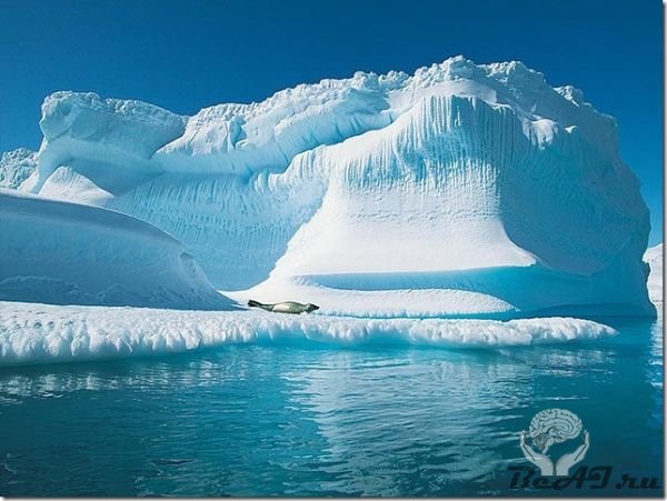 Удивительный Северный полюс (35 фото + текст)