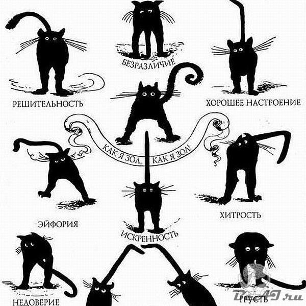 Интересные факты и мифы о кошках
