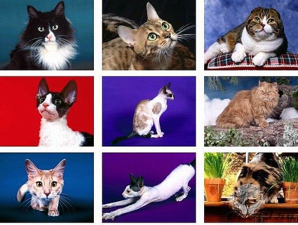 Интересные факты и мифы о кошках