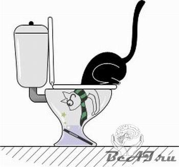 Что делает кошка в туалете?