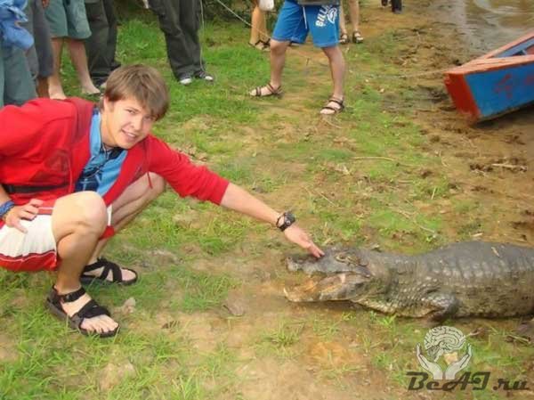 Дружба с крокодилами