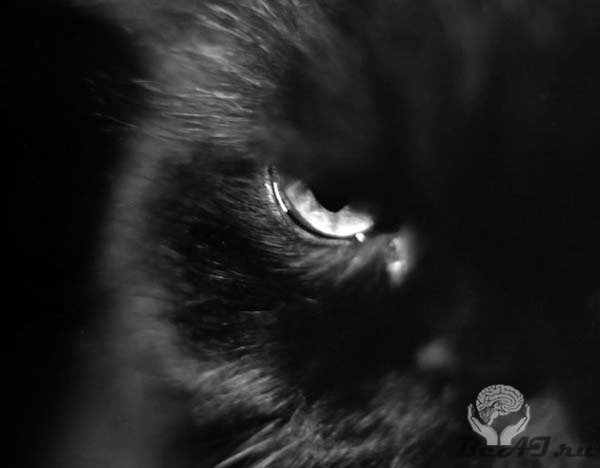 Почему не любят черных кошек